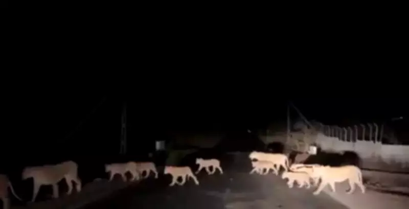 Gujarat Drafts New Forest Policy to Protect Lions from Rail and Road Hazards