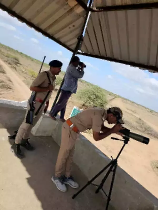 Gujarat's Great Indian Bustard Chick Receives Z+ Level Security in Kutch