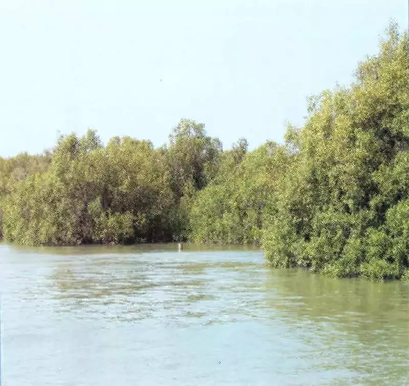 Gujarat's New Forest Policy Prioritizes Wetlands, Mangroves for 15% Green Cover by 2047