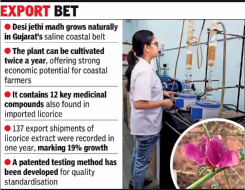 Gujarat's Salt-Tolerant Jethi Madh Could Transform India's Licorice Export Industry