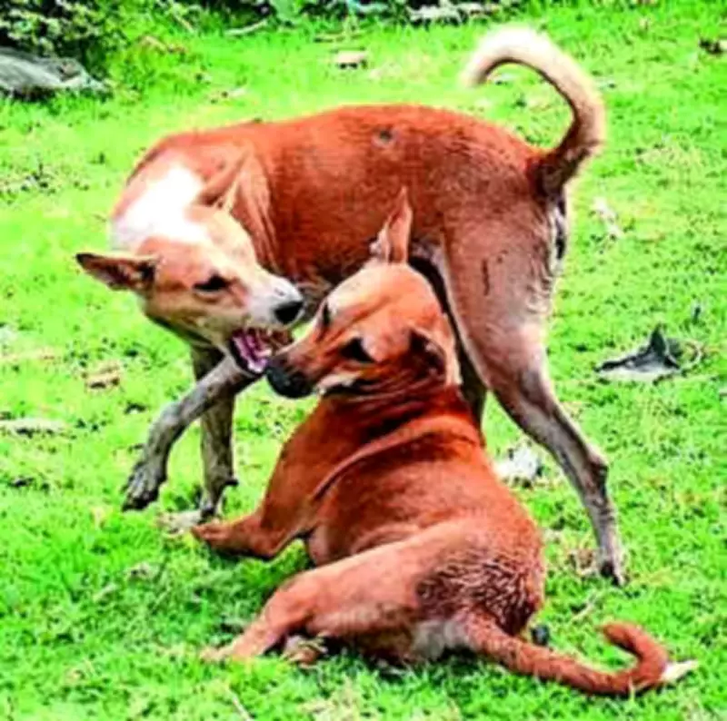 Gurgaon Girl, 5, Saved from Amputation After Stray Dog Attack, Doctors Perform Emergency Vascular Surgery