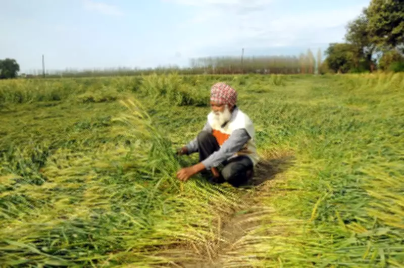 Hailstorm Ravages Wheat Crops in Tarn Taran, Farmers Demand Compensation
