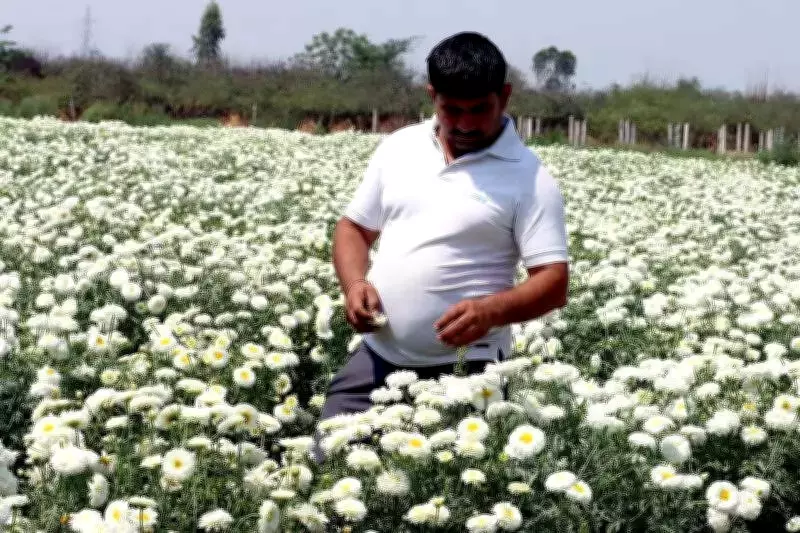 Haryana Farmer's Exotic Crop Trial Yields ₹4 Lakh Per Acre, Pioneering Floriculture Innovation