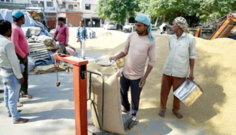 Haryana Launches Mustard Procurement, Wheat Purchase Set for April 1 Start