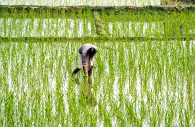 Haryana Offers Rs 4,000/Acre Incentive for DSR Paddy, Cyberattack Delays Payments