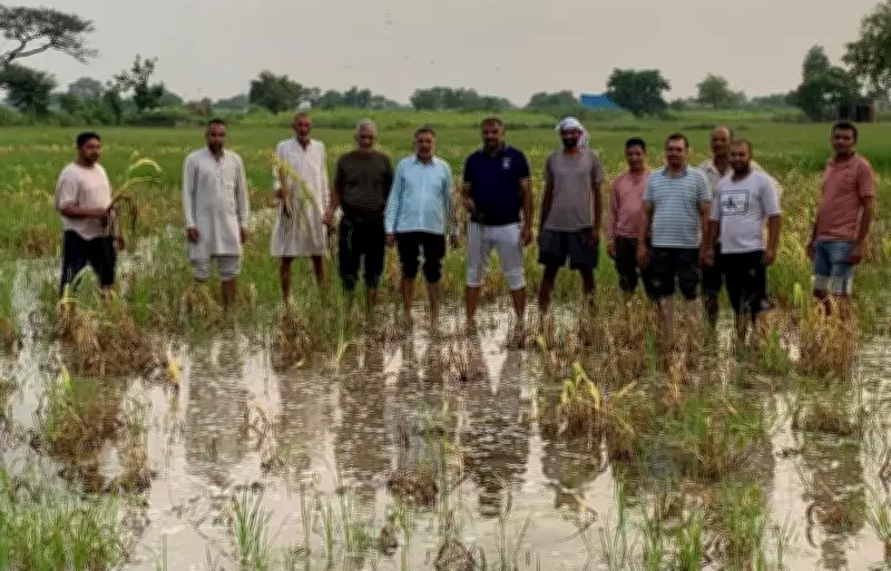 Haryana Releases Rs 6.46 Crore Crop Relief for Meham, Kisan Sabha Protests Exclusion