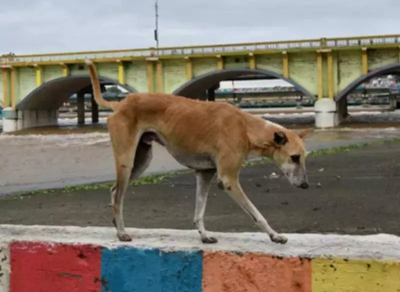 Hassan District Launches Major Drive to Combat Rising Dog Bite Cases and Rabies Threat