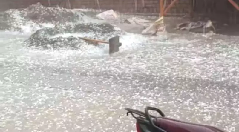 Heavy Rain and Hail Cause Widespread Crop Damage in Fazilka, Muktsar, Bathinda