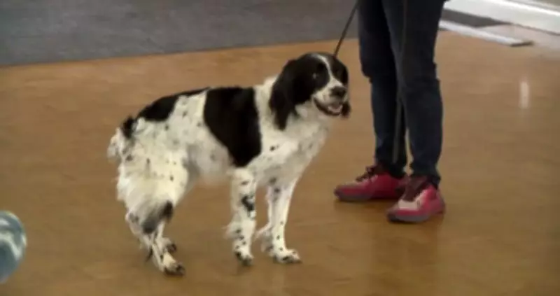 Hero Dog Angus Retires After Decade Fighting Superbugs in Canadian Hospitals