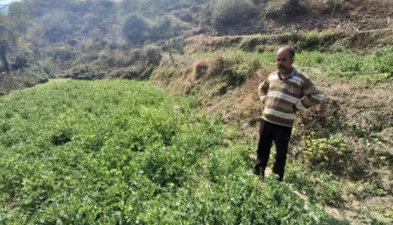 Himachal Farmer Transforms Barren Land into Fertile Farm Using Solar Power