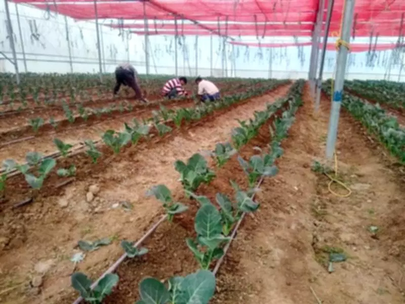 Himachal Farmers to Supply Fresh Produce to ITBP Under New Agreement