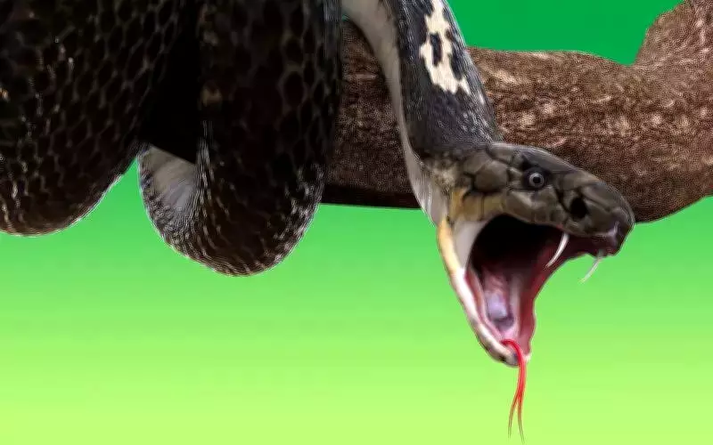 Himachal Pradesh Declares Snakebite a Notifiable Disease Under National Plan