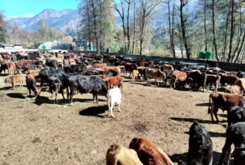 Himachal Pradesh Proposes Sex-Sorted Semen Kits to Tackle Stray Cattle Crisis