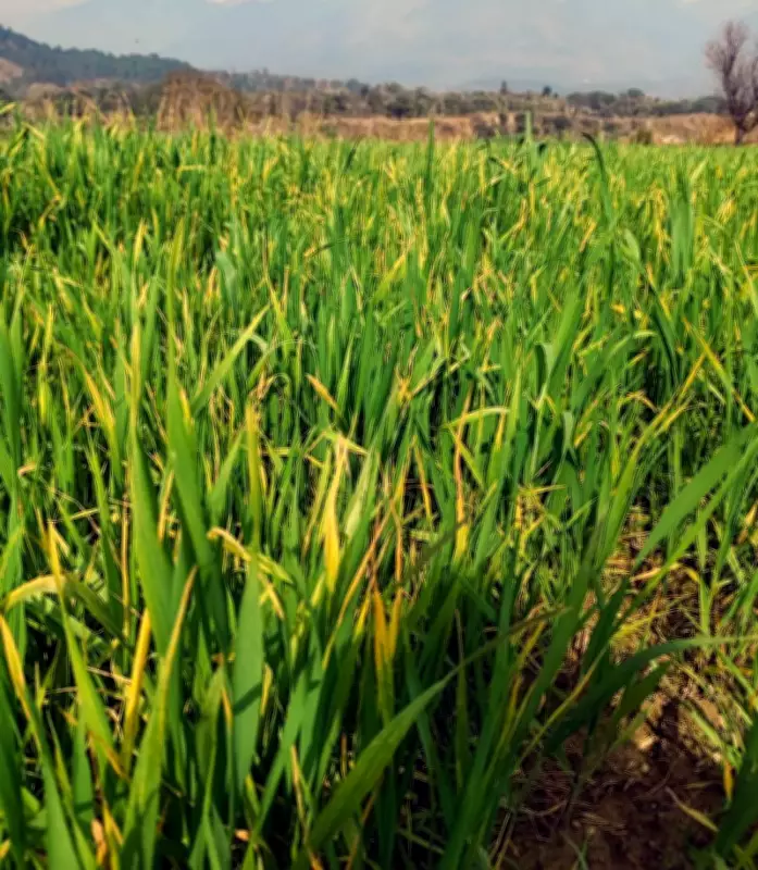 Himachal's Dry Spell Threatens Rabi Wheat Crop, Farmers Face Losses