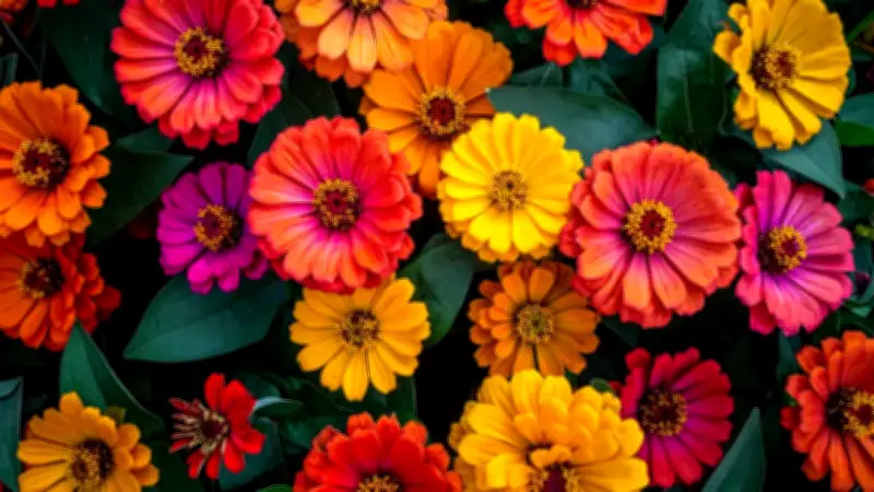 How to Grow Beautiful Zinnia Flowers in Your Balcony Garden: 7 Essential Tips