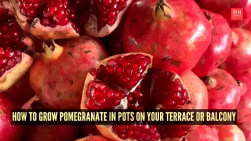 How to Grow Pomegranate in Pots on Your Terrace or Balcony: A Complete Guide