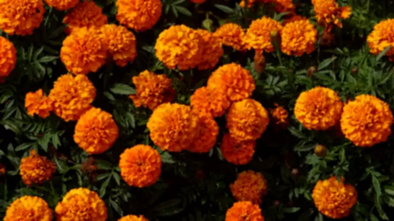 How to Grow Sacred Marigold Flowers in Your Home Garden: A Complete Guide