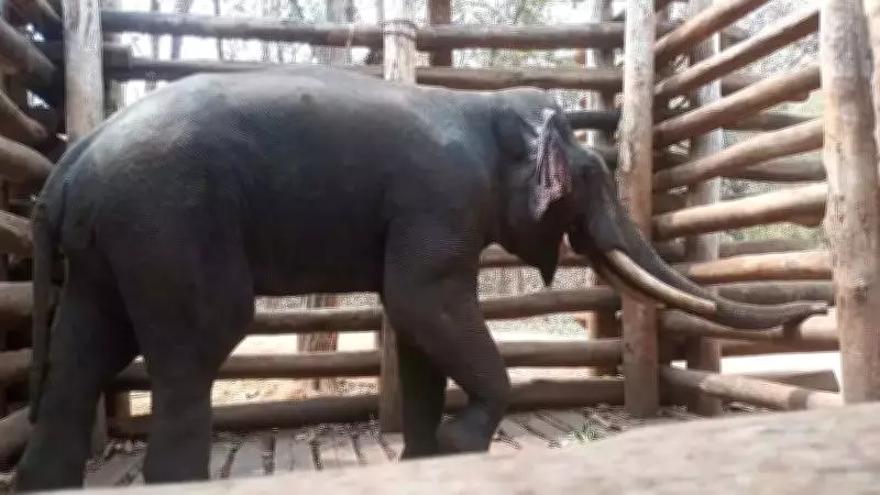 Human-Elephant Conflict Persists in Sringeri Despite Rescue Efforts and Prayers