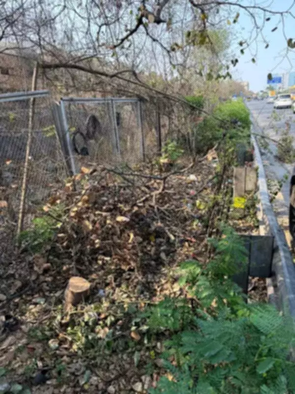 Hyderabad HMDA Fells 100+ Bauhinia Trees Without Permission, Sparks Environmental Outcry
