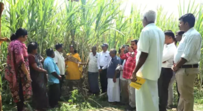 ICAR-SBI Showcases New Sugarcane Variety Co 18009 to Boost Farming in Tamil Nadu
