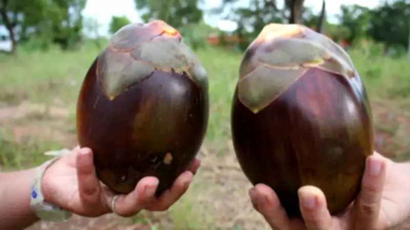 Ice Apple: India's Summer Superfruit and 5 Refreshing Tadgola Recipes
