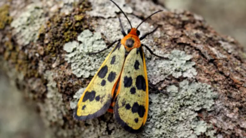 India Discovers Two New Lichen Moth Species in Himalayan Biodiversity Hotspots