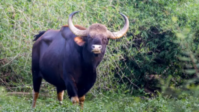 Indian Gaur Triggers Panic in Kerala's Marayoor Town, Causes Chaos