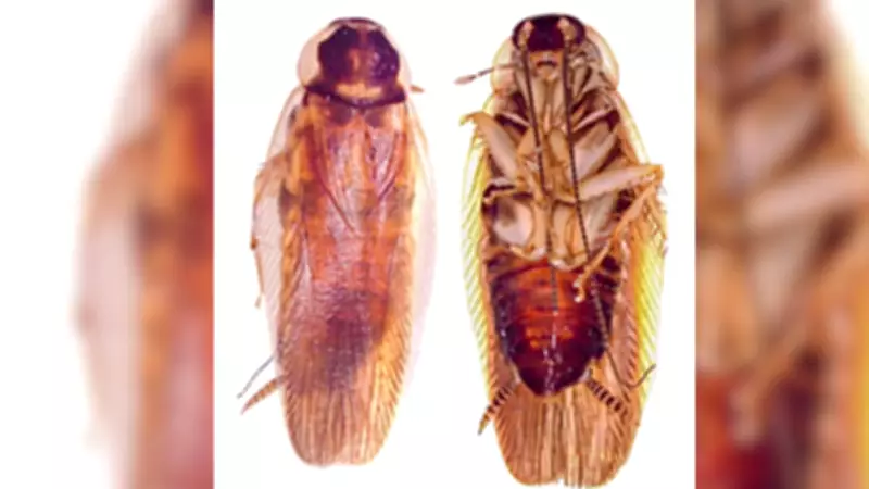 Indian Scientists Discover New Cockroach Species Using Advanced DNA Techniques
