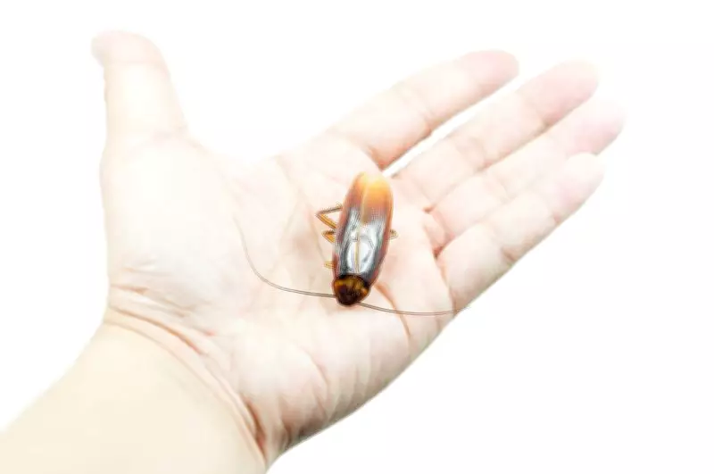 Indian Scientists Uncover New Cockroach Species Using DNA Tech in Maharashtra