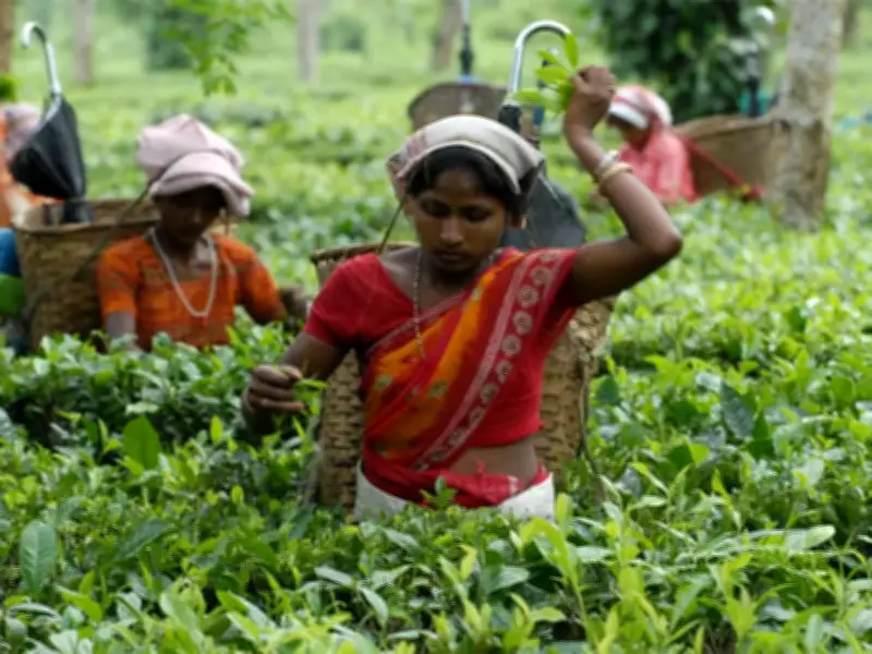 Indian Tea Exporters Monitor West Asia Tensions as Key Market Faces Uncertainty