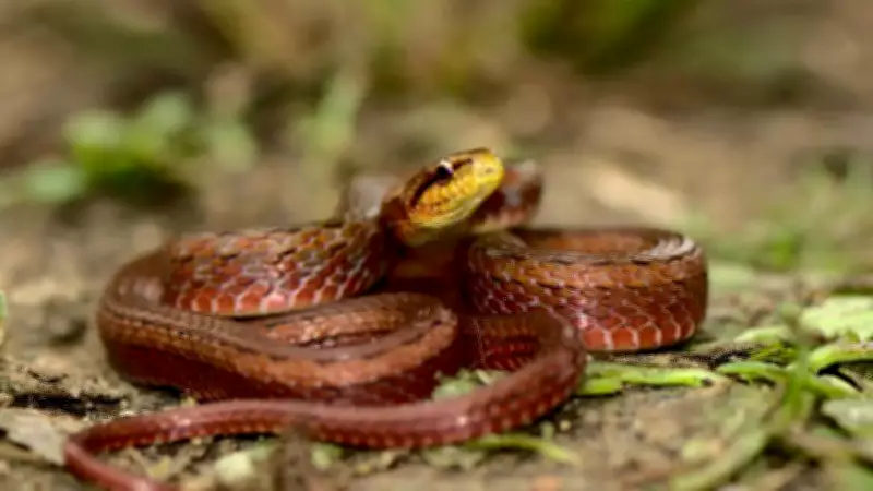 India's Biodiversity Surprise: Two New Snake Species Discovered in Northeast