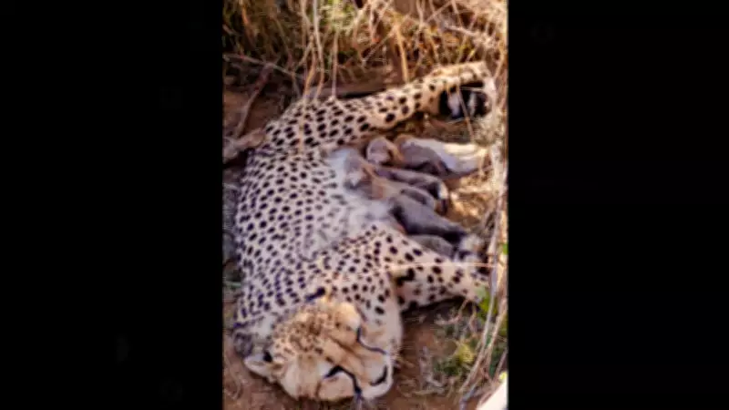 India's Cheetah Population Hits 53 as Jwala Gives Birth to Five Cubs at Kuno