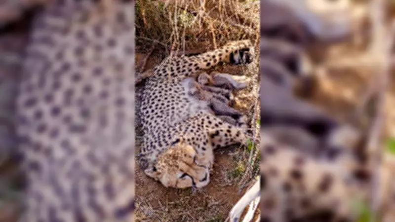 India's Cheetah Population Surpasses 50 Milestone with Newborn Cubs at Kuno