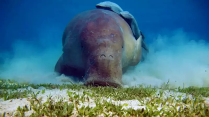 India's Largest Dugong Population Discovered in Tamil Nadu Waters