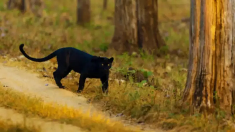 India's Rare Big Cats: Where to Spot Golden Tigers and Black Panthers