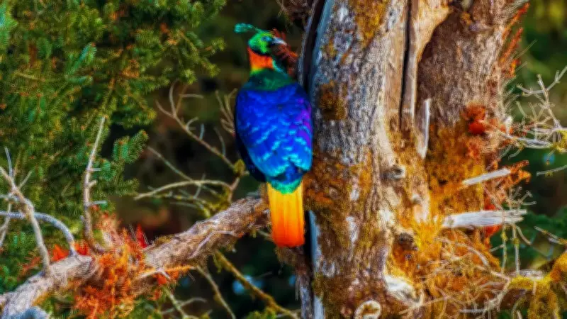 India's Rarest State Birds: Where to Spot These Elusive Species