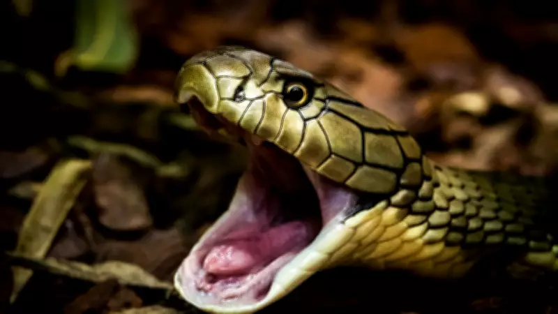 India's Snakebite Crisis: Poverty and Lack of Antivenom Claim Thousands Annually