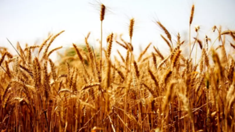India's Whole Grain Consumption Falls Drastically Below Recommended Levels: Report