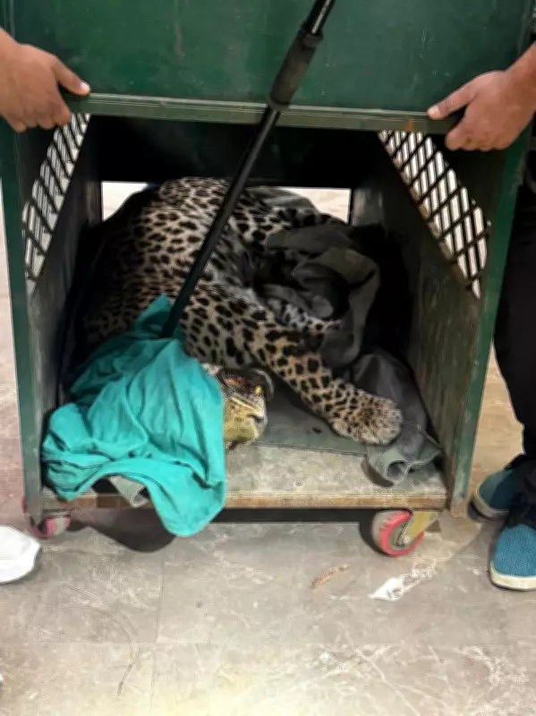 Injured Leopard Rescued Near Holta Cantonment in Palampur, Sparks Habitat Concerns