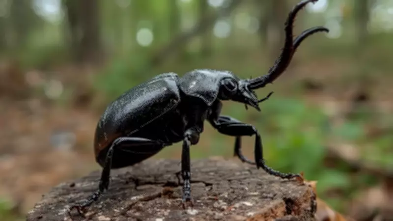 Ironclad Beetle's Uncrushable Armor Inspires Tougher Engineering