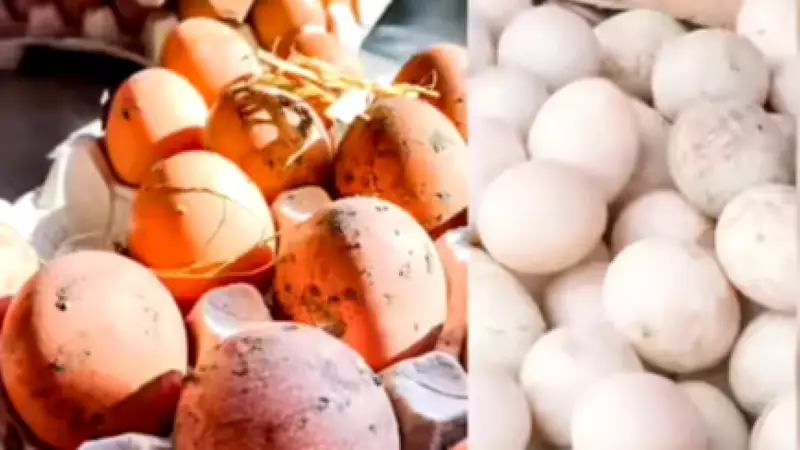 Israel-Iran War Halts Namakkal Egg Exports, Daily Losses Hit Rs 5 Crore