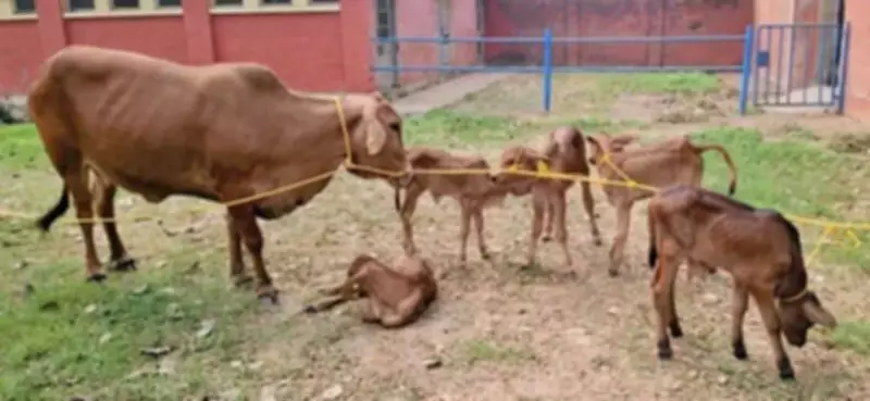 IVRI Scientists Successfully Produce Five Sahiwal Calves via IVF in Single Attempt