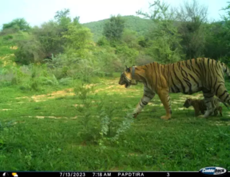 Jaipur: NTCA Returns Ramgarh Vishdhari Tiger Reserve Plan, Demands Revisions