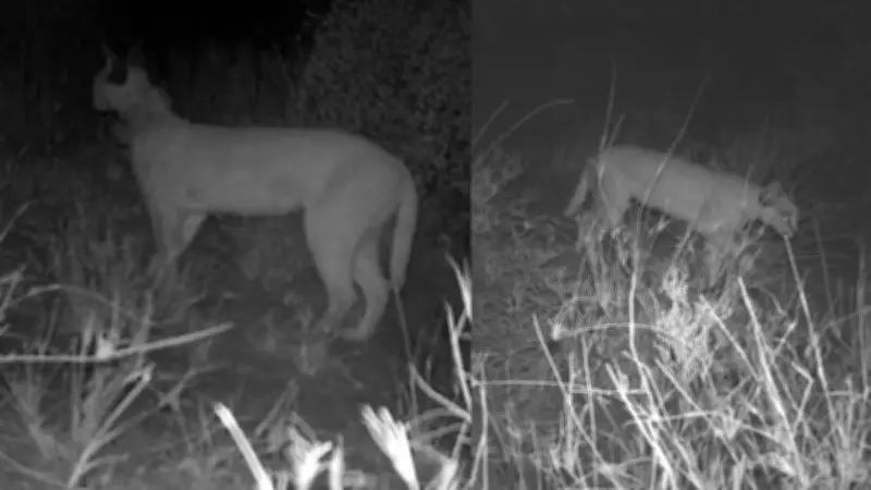 Jaisalmer Forest Department Deploys Camera Traps to Monitor Endangered Caracal Population