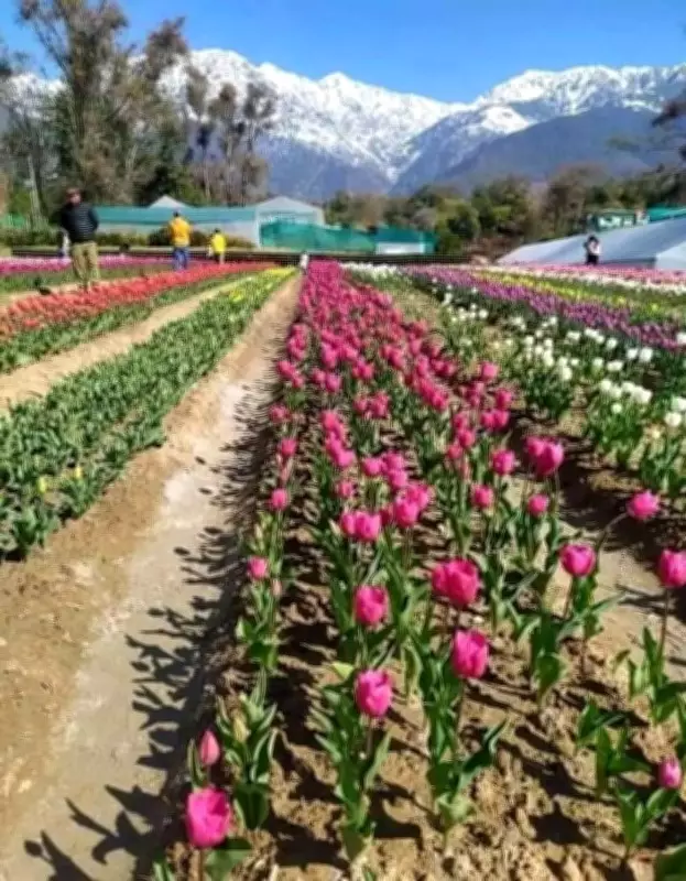 Jammu & Kashmir Government Approves 100 New School Herbal Gardens