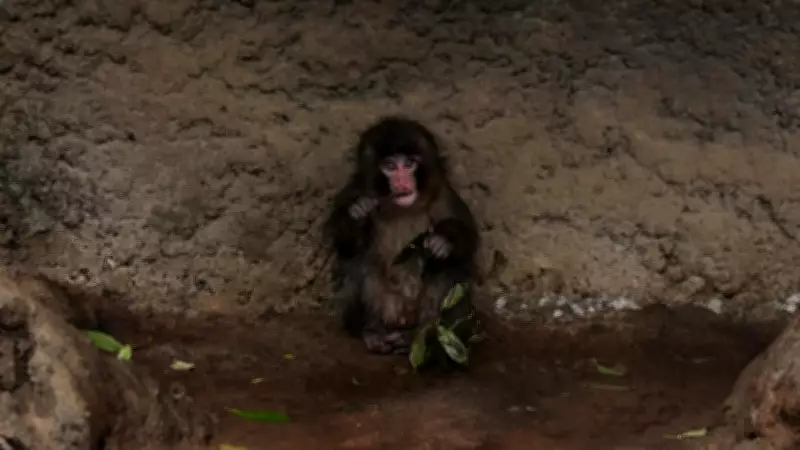 Japan Zoo Clarifies Viral Baby Monkey Punch Not Bullied, Shows Progress