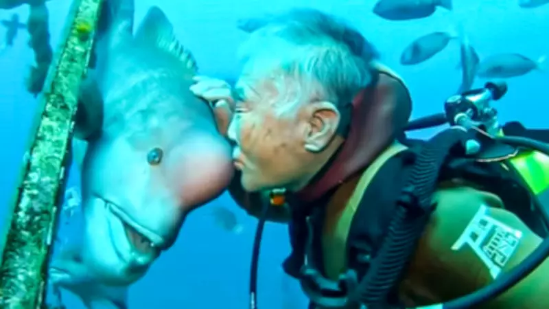 Japanese Diver's 30-Year Friendship with Wild Fish Captivates Global Audience