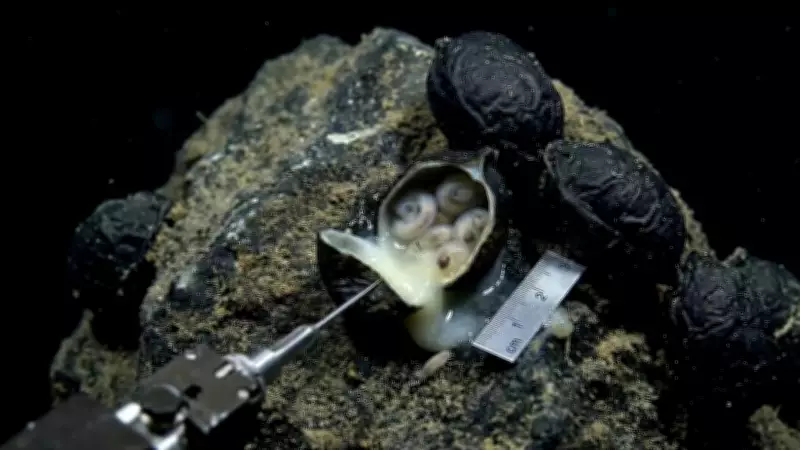 Japanese Scientists Shatter Deep-Sea Record with 6,200-Meter Flatworm Discovery