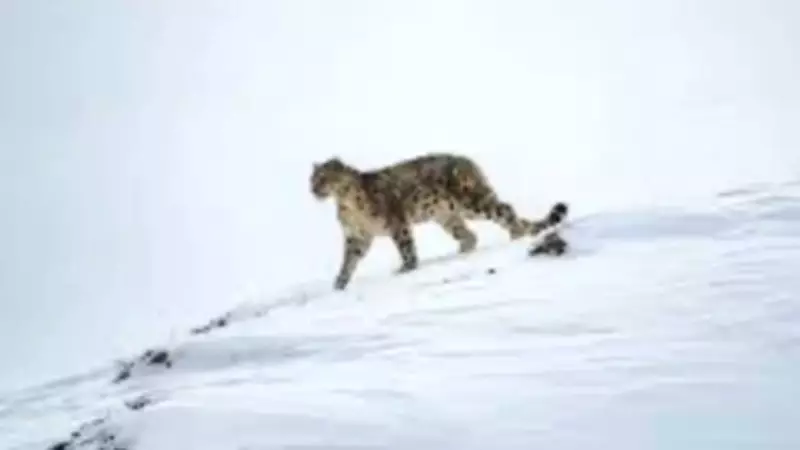 J&K Police Deploy Specialized Snow Leopard and Markhor Units to Counter Terrorists in High Altitudes