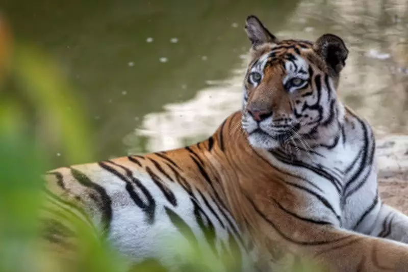 Kali Tiger Reserve: Illegal Tourism Constructions vs. Conservation Efforts